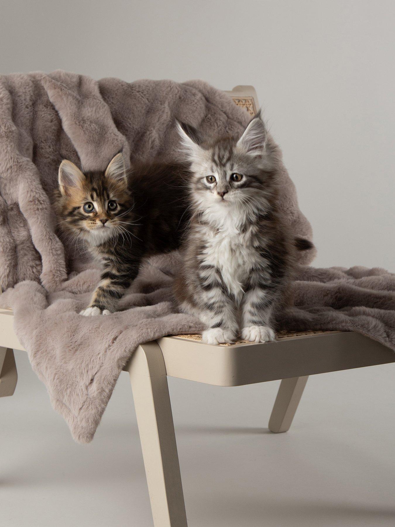 Image 3 of 7 of Scruffs My First Bed - Cloud Puppy & Kitten Calming Blanket