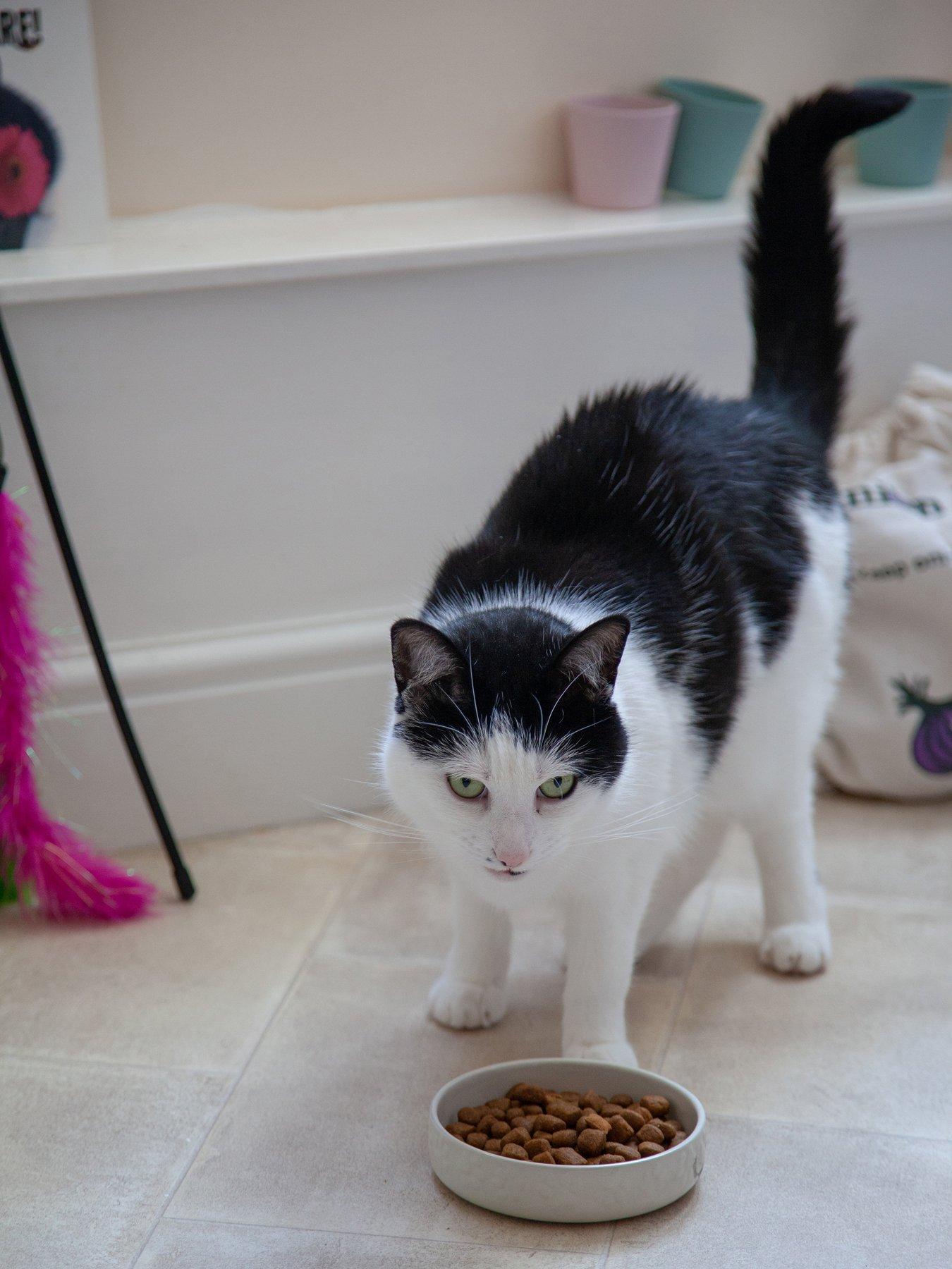 Mason Cash: Colour Mix Cream Set Of 2 Cat Saucers 13Cm