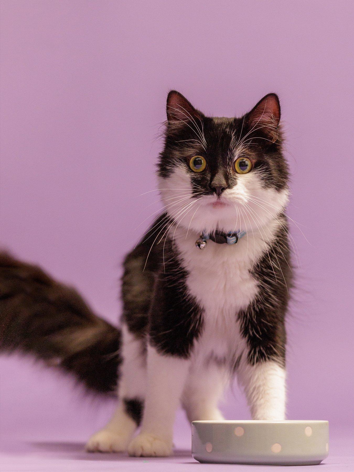 Mason Cash: Polka Dot Grey Set Of 2 Pet Bowls 13Cm