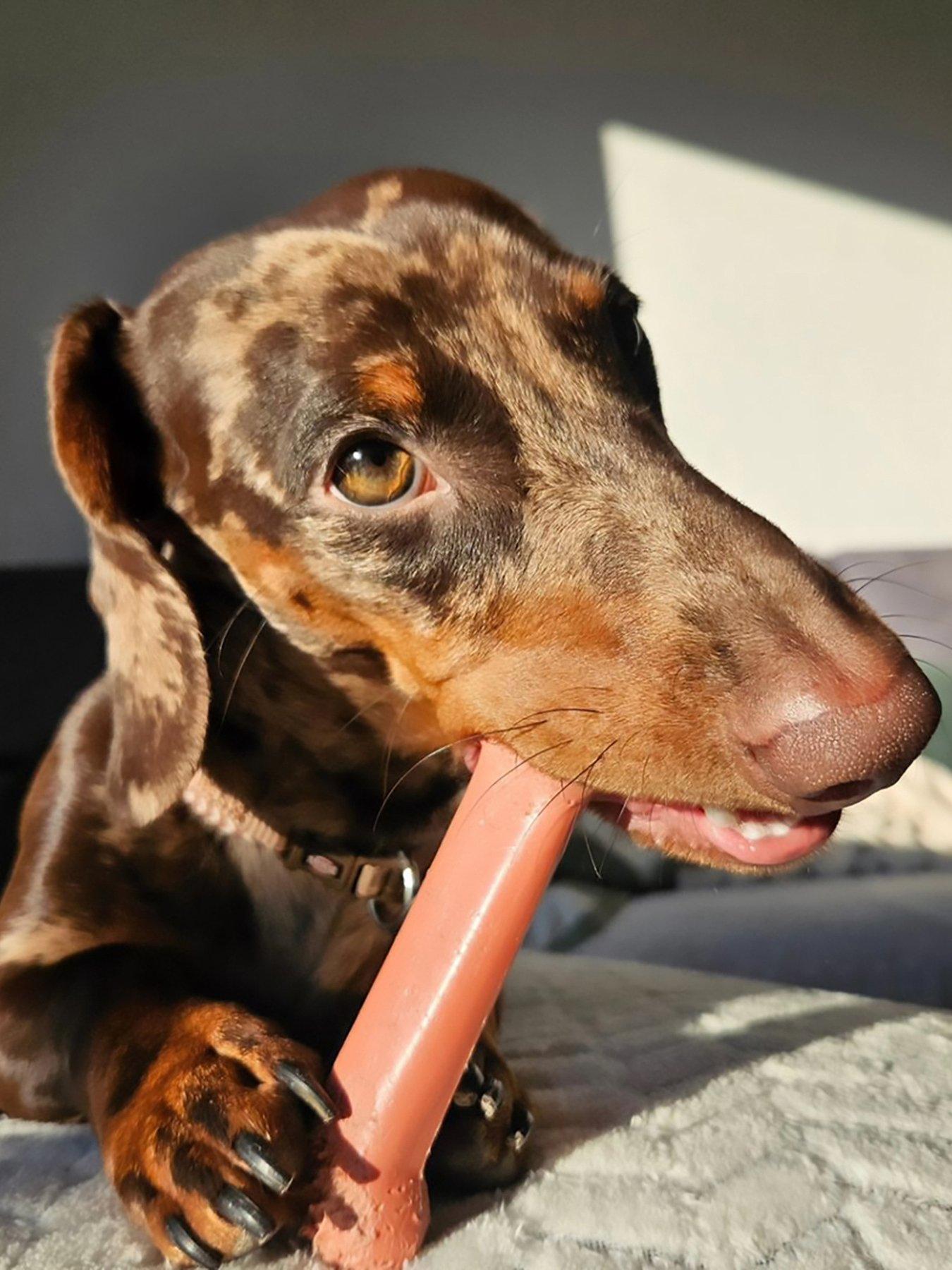 Image 2 of 7 of Nylabone Nb103Peu - Ny Extreme Chew Bacon Medium