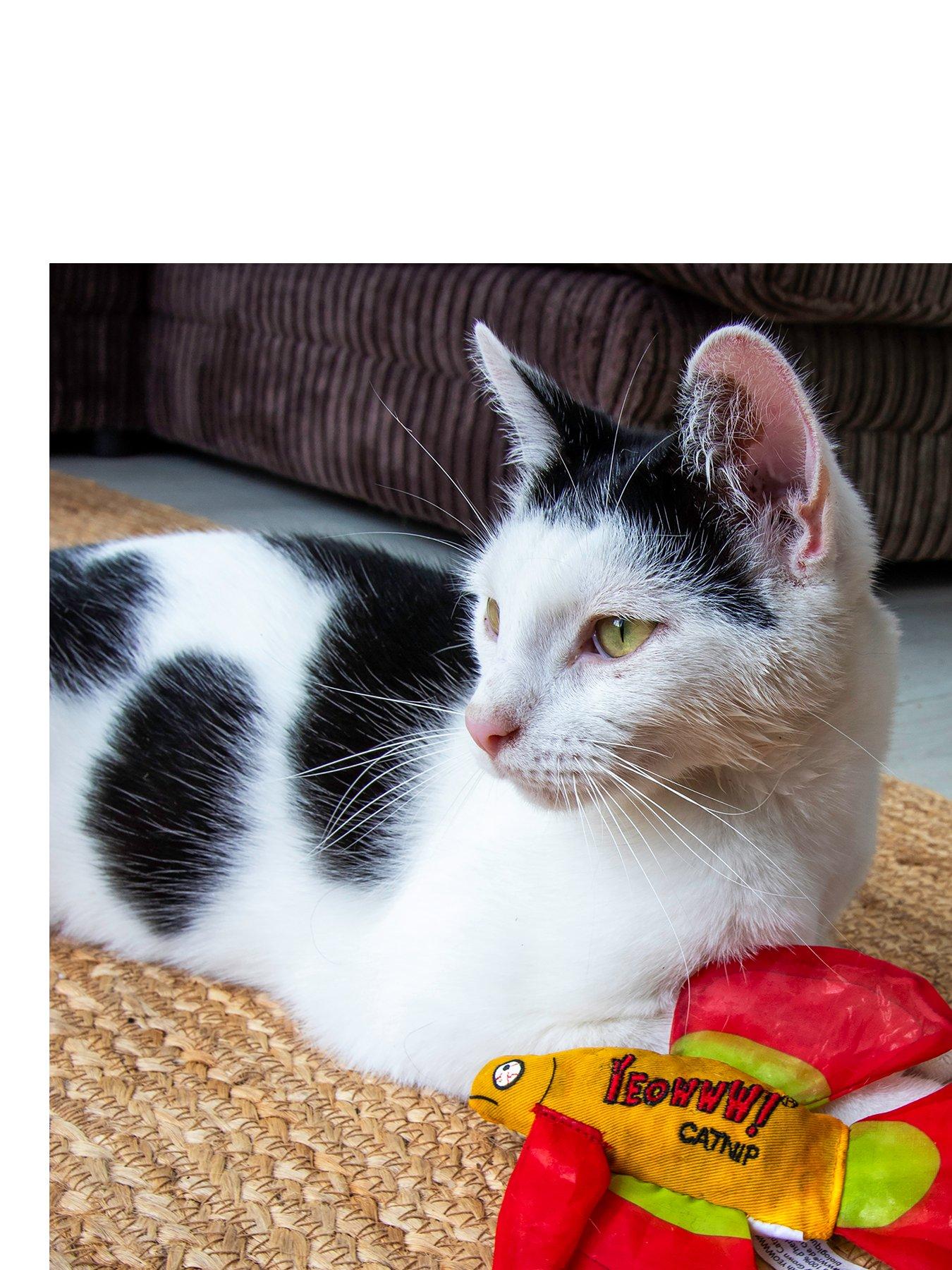 Image 2 of 3 of Yeowww! Mo Betta Fish Cat Toy