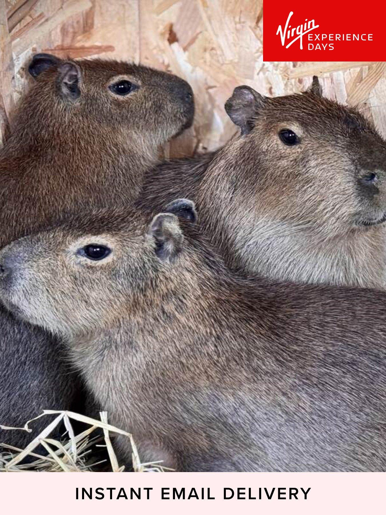 Virgin Experience Days Millets Wildside Capybara Encounter for Two, Oxfordshire