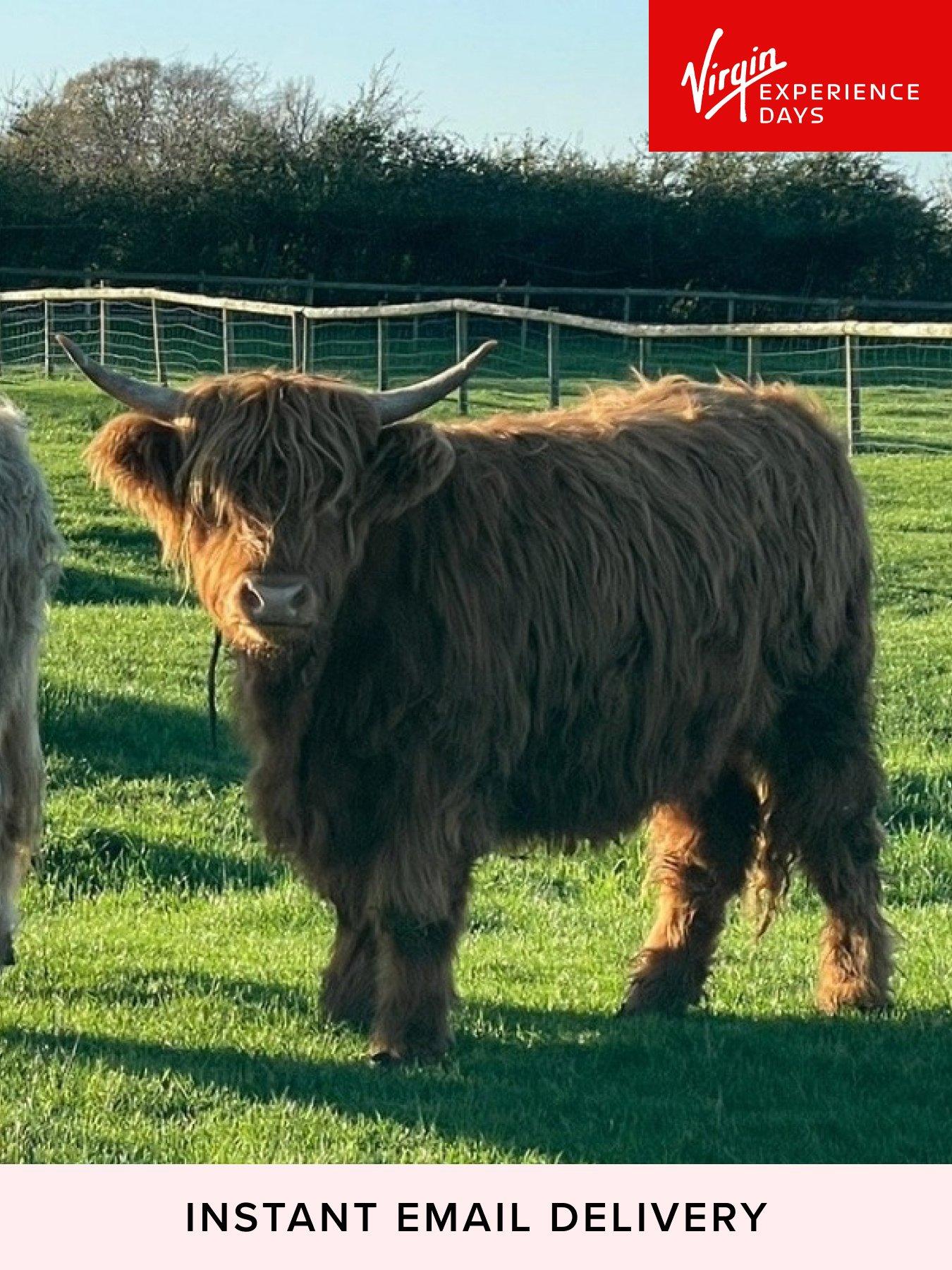 Virgin Experience Days Meet and Greet a Highland Cow, Somerset