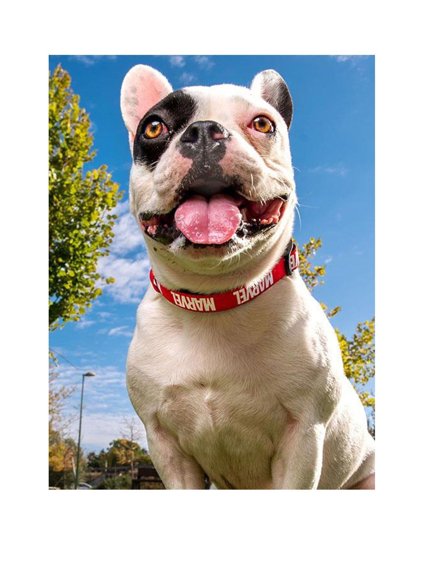 Image 2 of 3 of Marvel Marvel Dog Collar