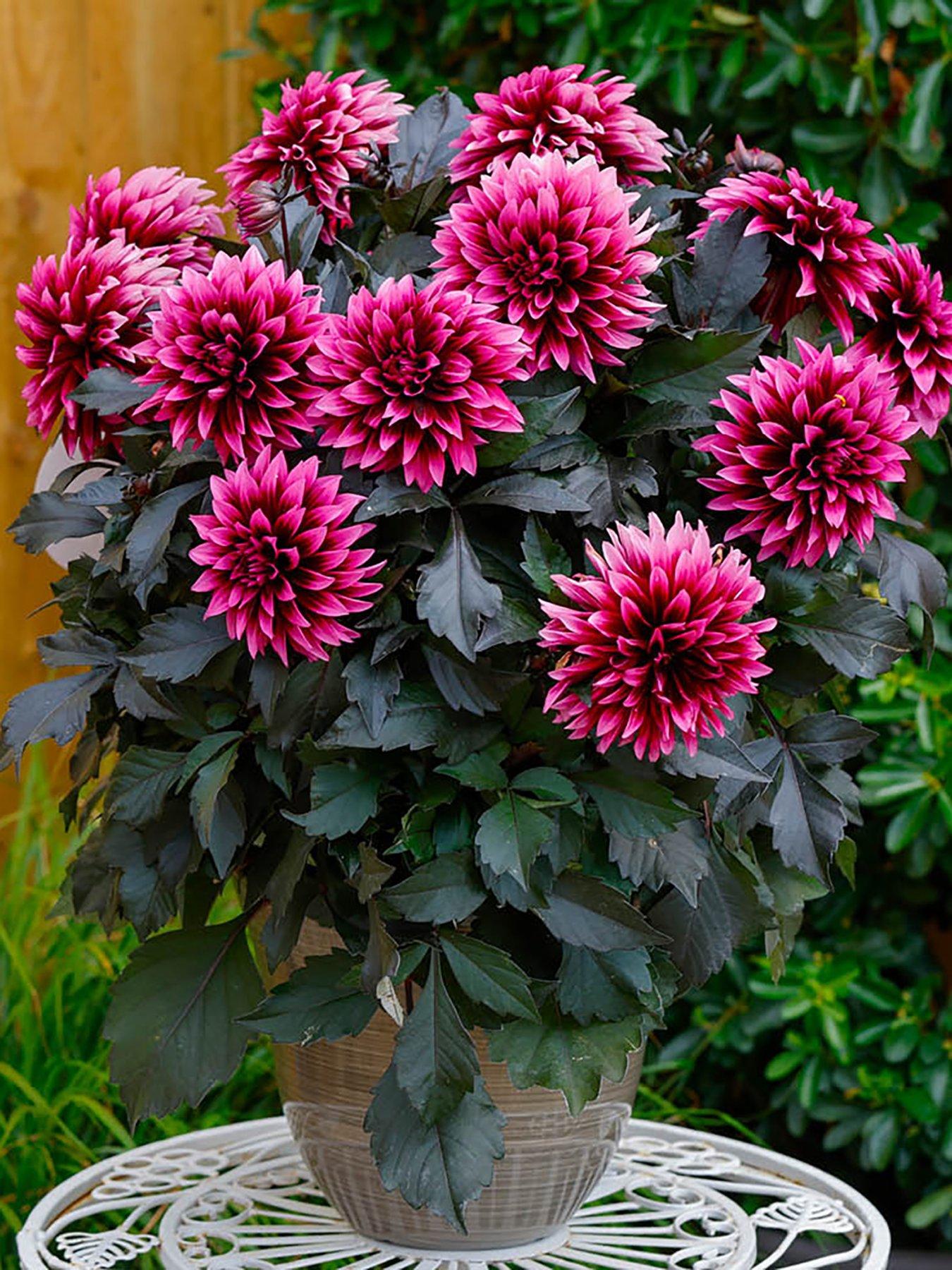 You Garden Dahlia Velvet Crush (12 Plug Plants)