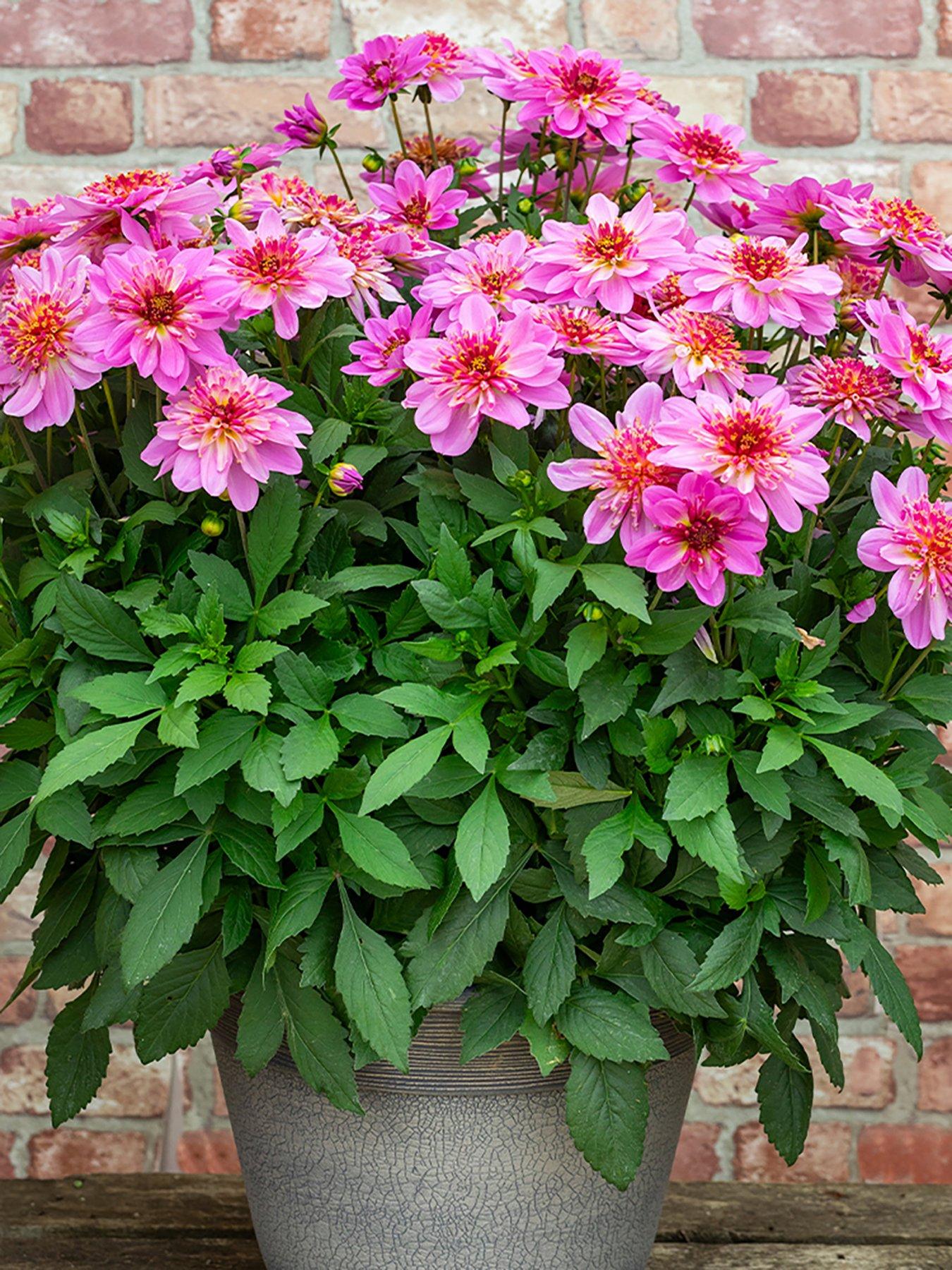 You Garden Dahlia Dalina Maxi Starburst Pink (12 Plug Plants)