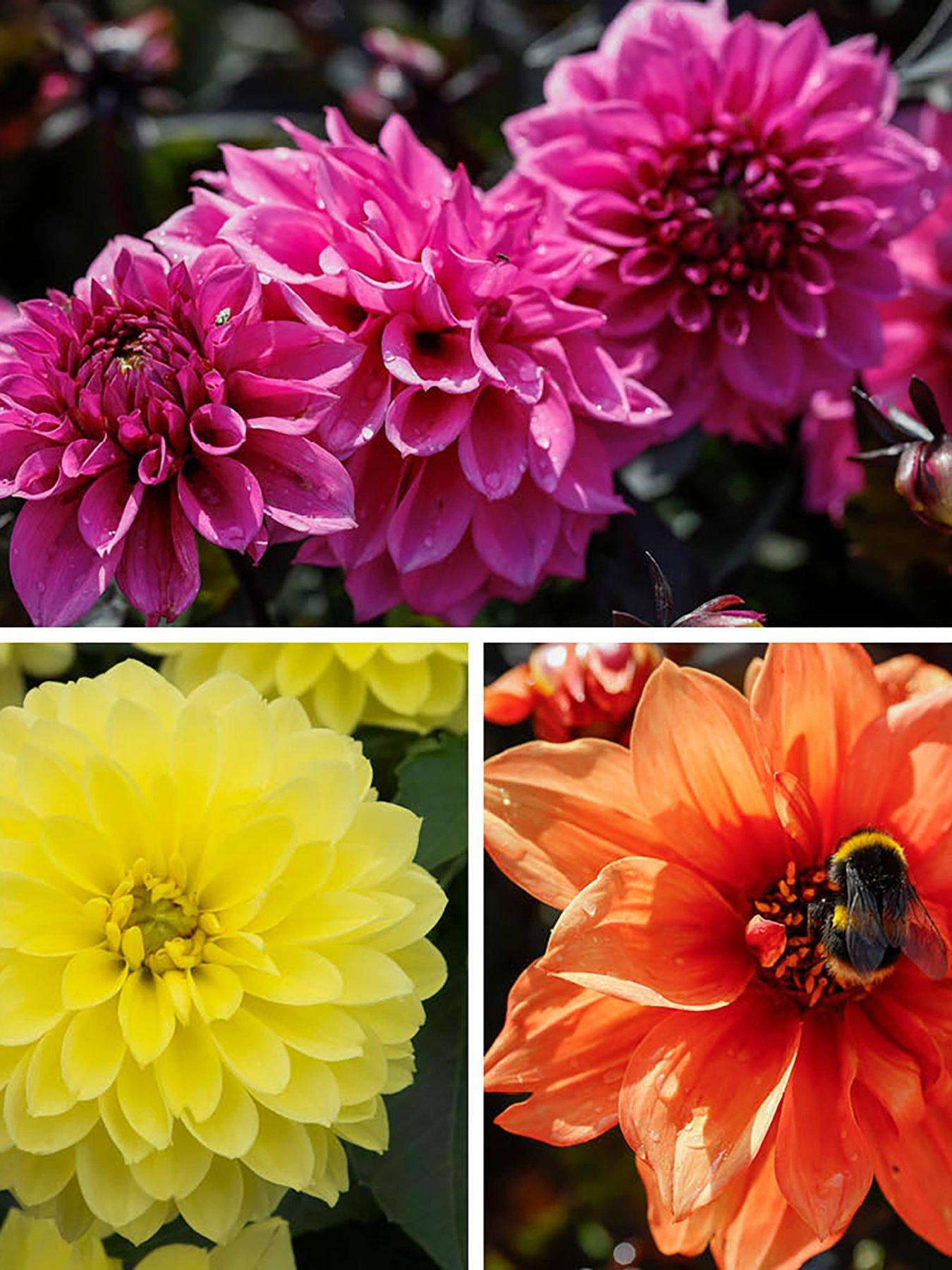 You Garden Dahlia 'Gardenetta' Collection (12 Plug Plants)