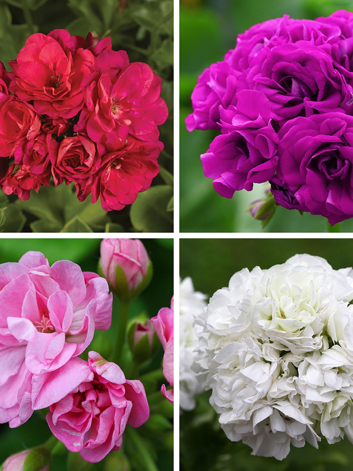 Image 1 of 7 of You Garden Geranium Rosebud Collection (12 Plug Plants)