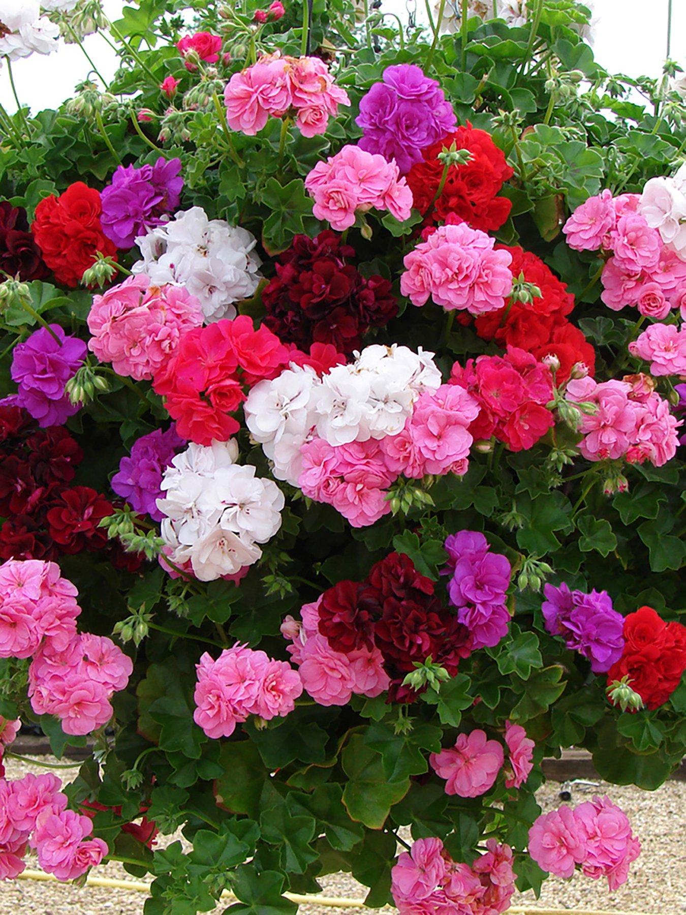 Image 2 of 7 of You Garden Geranium Rosebud Collection (12 Plug Plants)