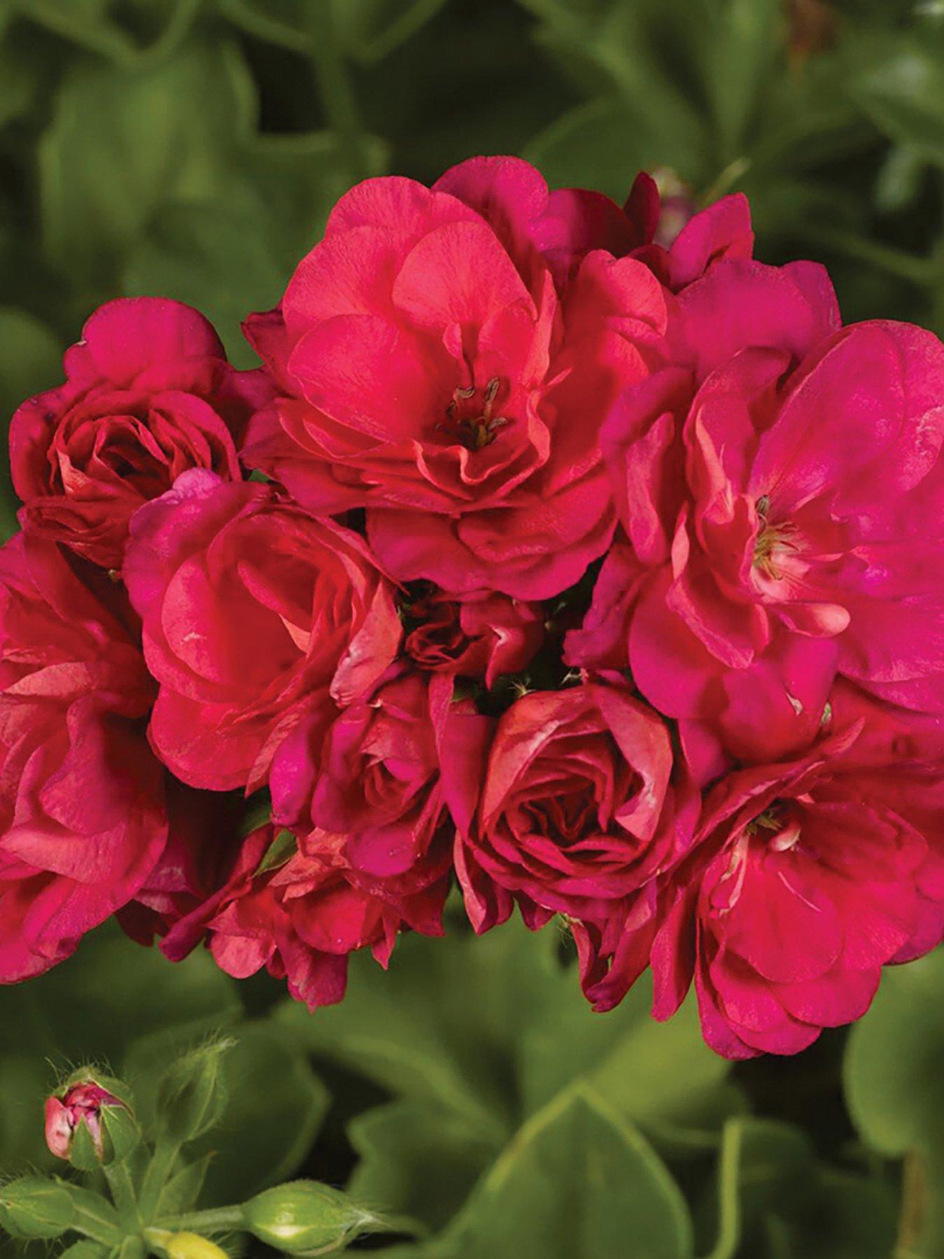 Image 3 of 7 of You Garden Geranium Rosebud Collection (12 Plug Plants)