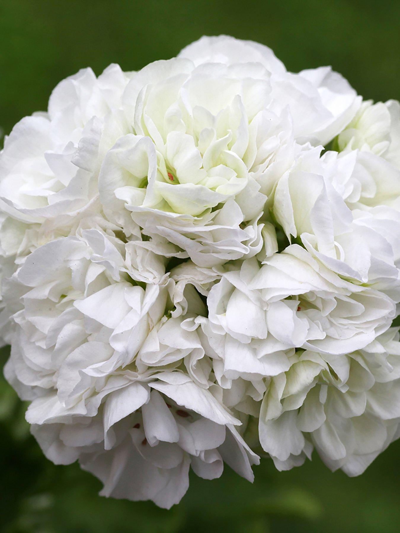 Image 4 of 7 of You Garden Geranium Rosebud Collection (12 Plug Plants)