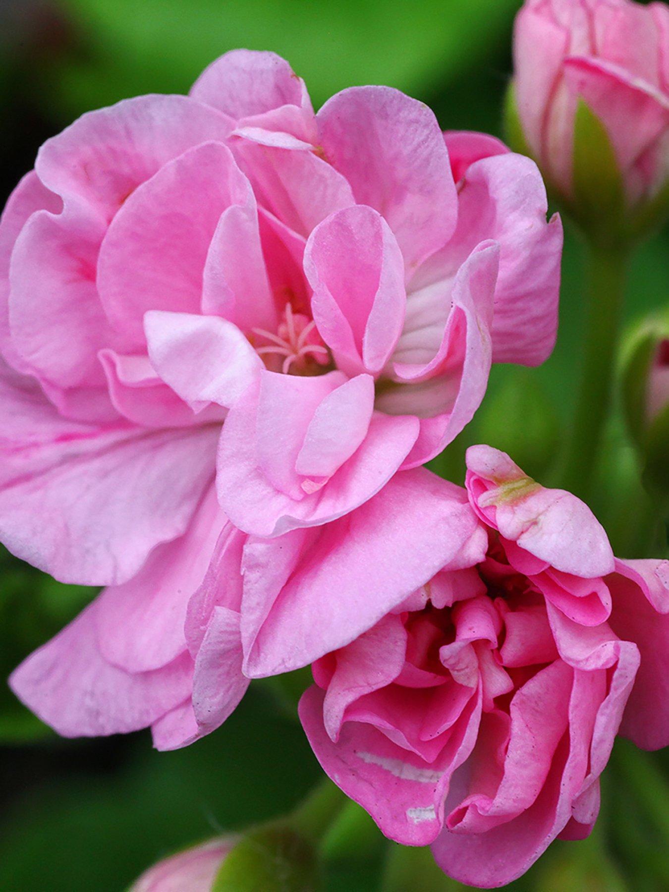 Image 5 of 7 of You Garden Geranium Rosebud Collection (12 Plug Plants)
