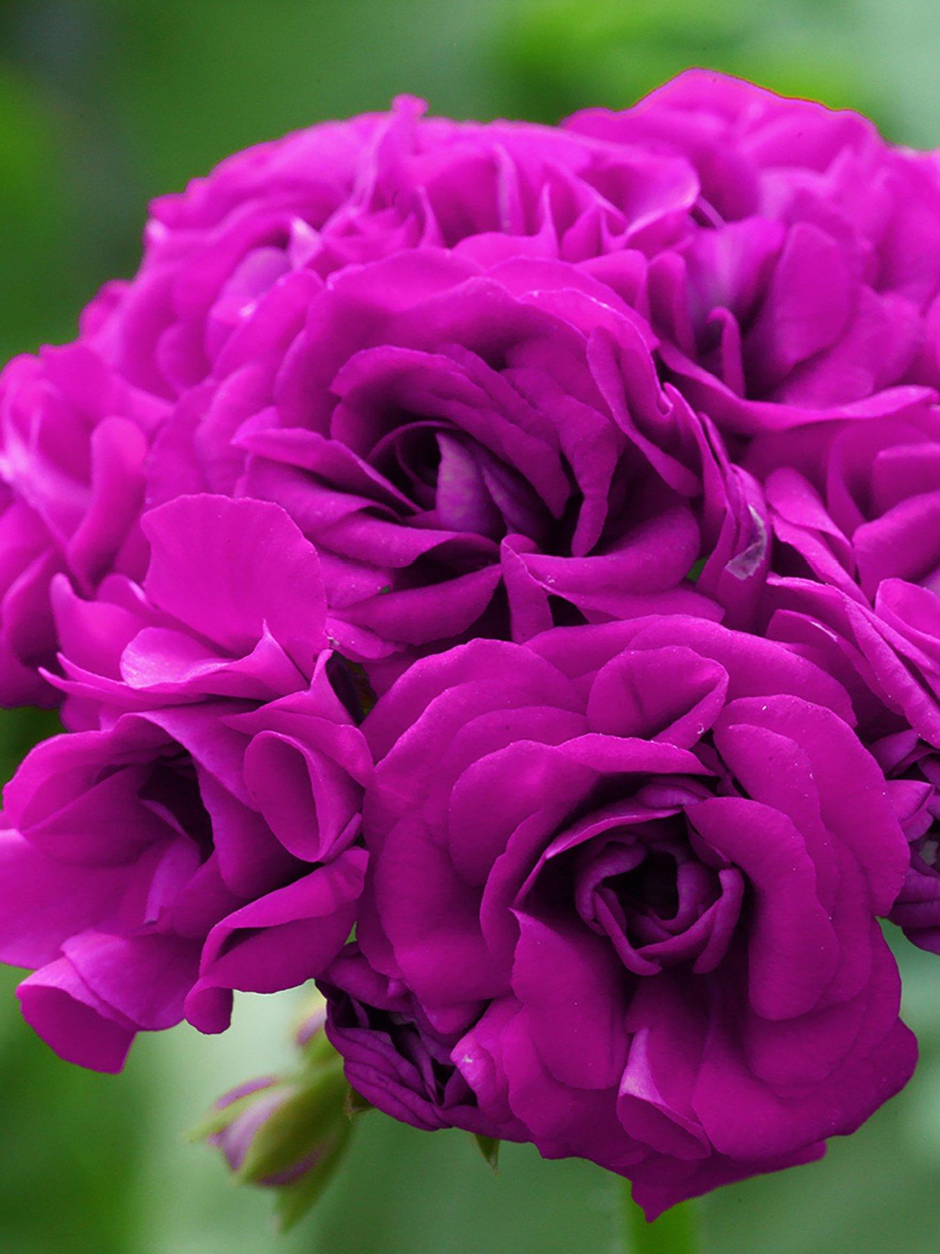 Image 6 of 7 of You Garden Geranium Rosebud Collection (12 Plug Plants)