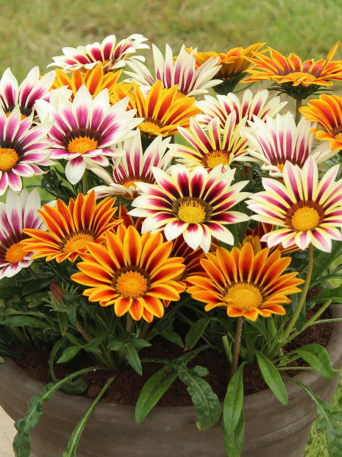 You Garden Gazania Firecracker (12 Plug Plants)