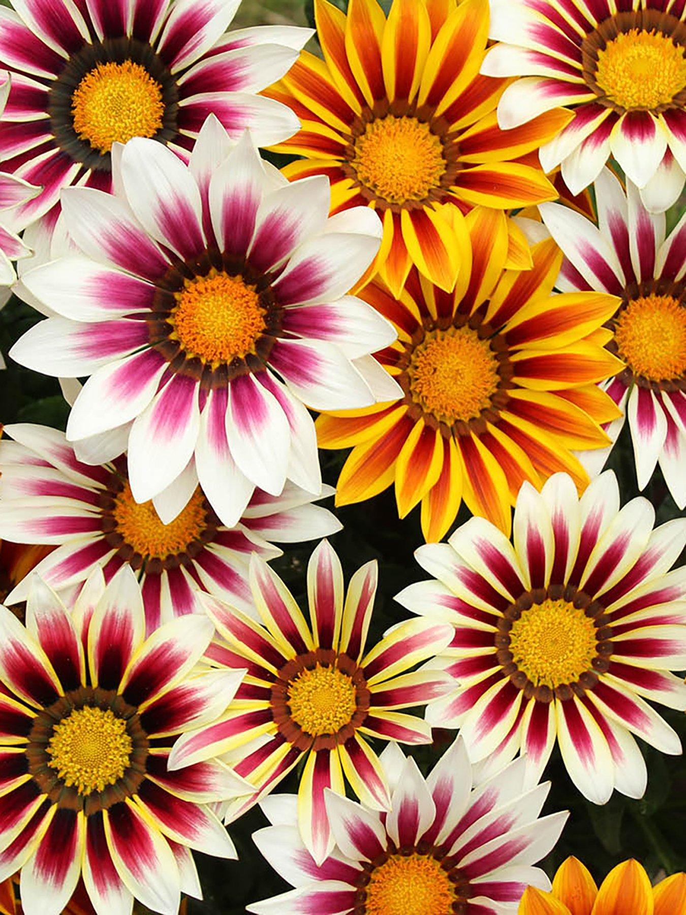 Image 2 of 6 of You Garden Gazania Firecracker (12 Plug Plants)