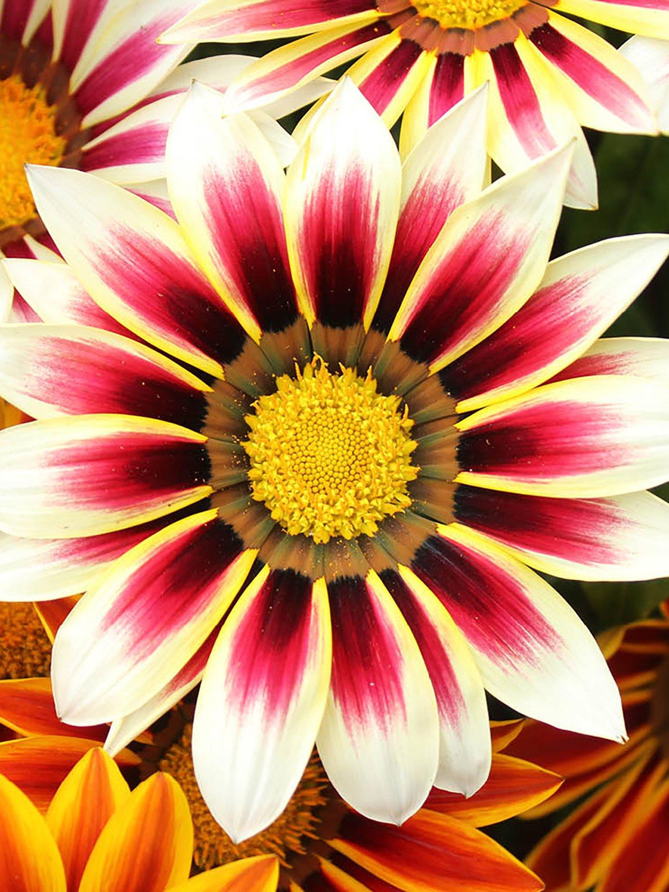 Image 3 of 6 of You Garden Gazania Firecracker (12 Plug Plants)