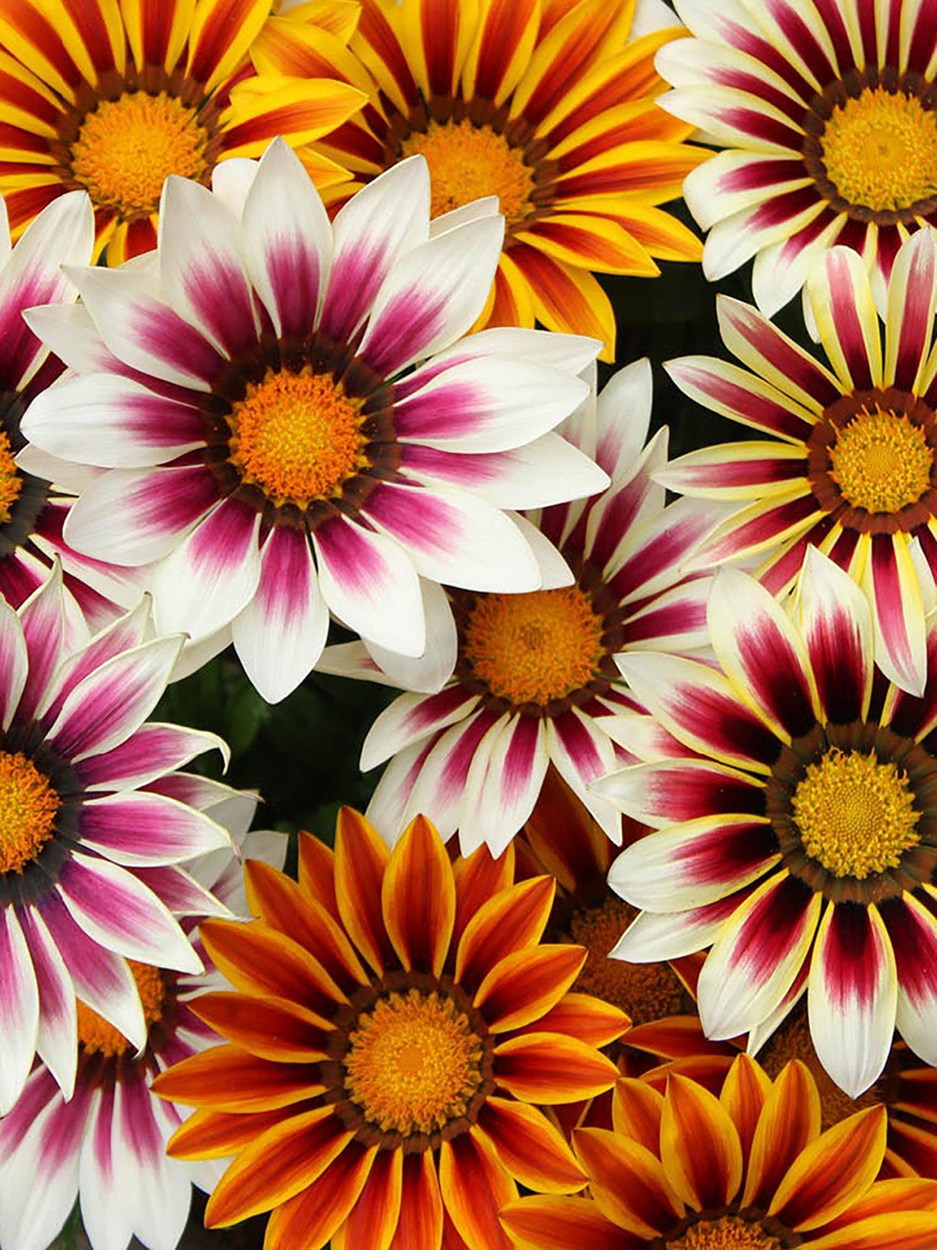 Image 4 of 6 of You Garden Gazania Firecracker (12 Plug Plants)