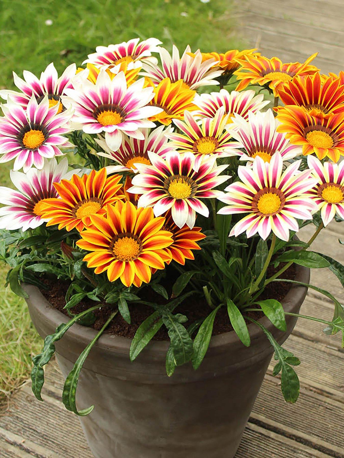 Image 5 of 6 of You Garden Gazania Firecracker (12 Plug Plants)