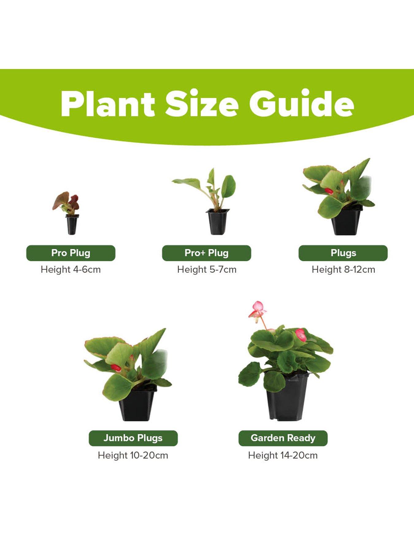 Image 6 of 6 of You Garden Gazania Firecracker (12 Plug Plants)