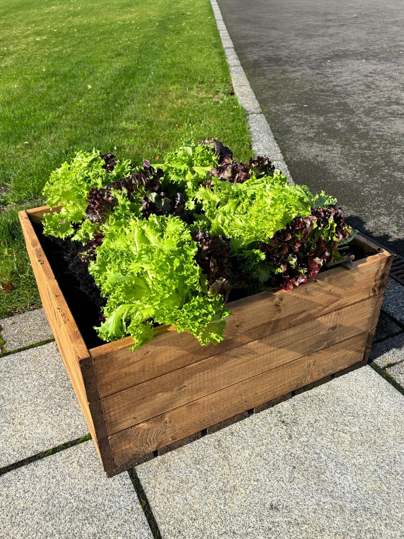 Image 3 of 6 of Charles Taylor Country Kitchen Large Raised Bed