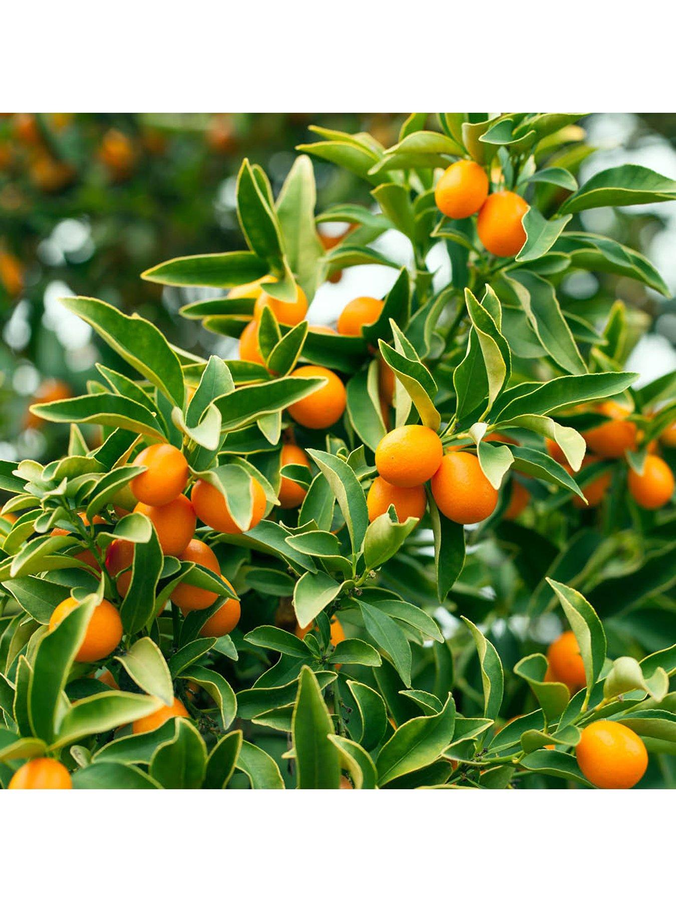 You Garden Citrus Kumquat (22cm Pot)