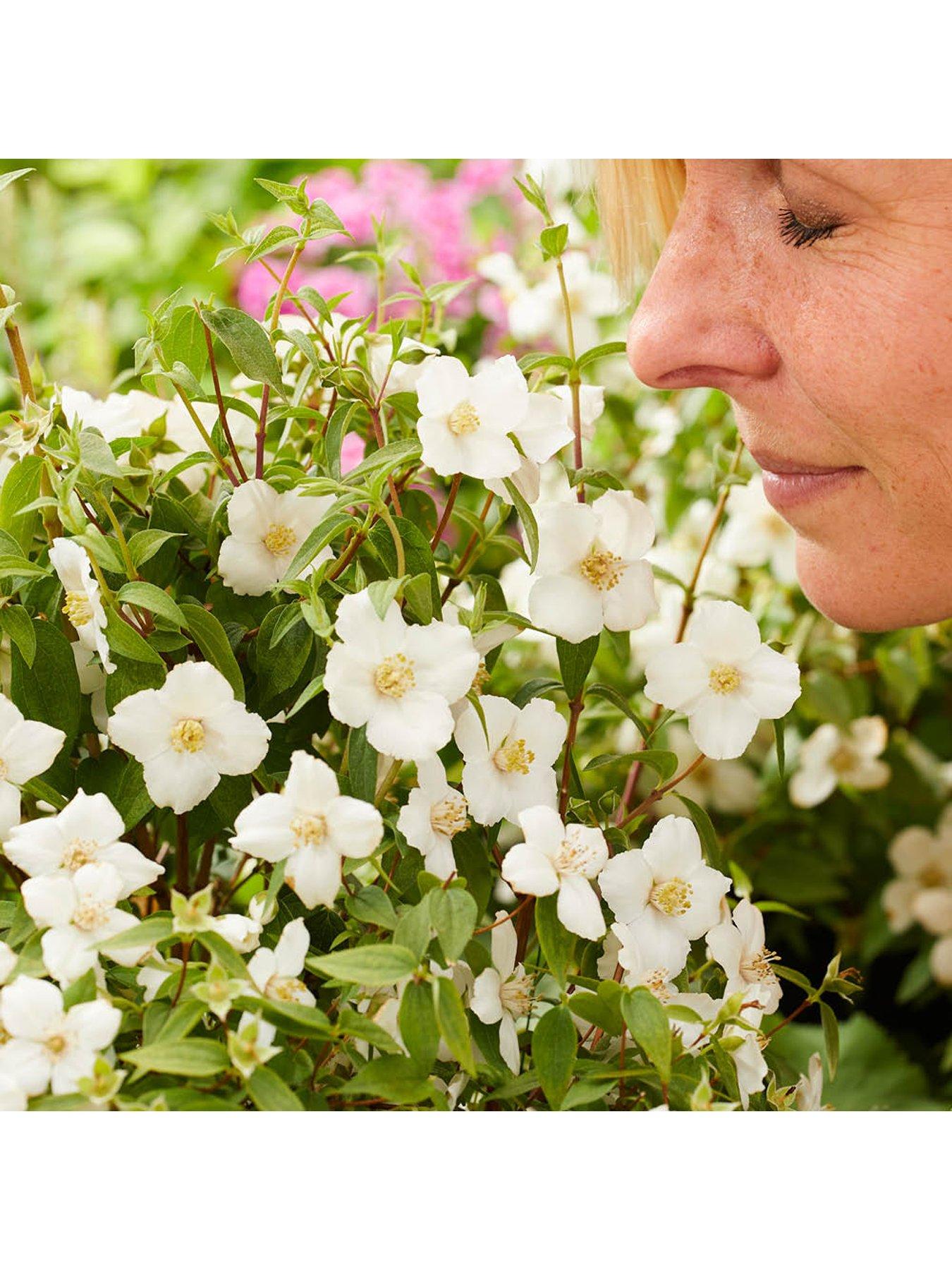 You Garden Philadelphus Petite Perfume - White (3L Pot)