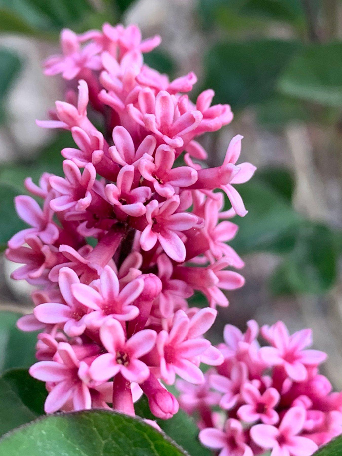 Image 1 of 5 of You Garden Pair of Syringa meyeri Little Rosie Standards (90cm)
