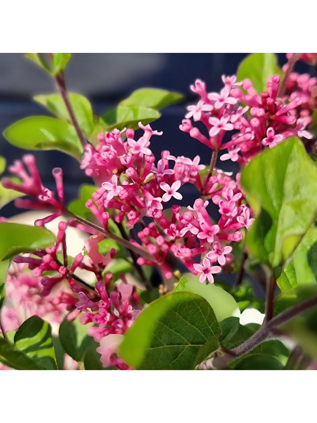 Image 2 of 5 of You Garden Pair of Syringa meyeri Little Rosie Standards (90cm)