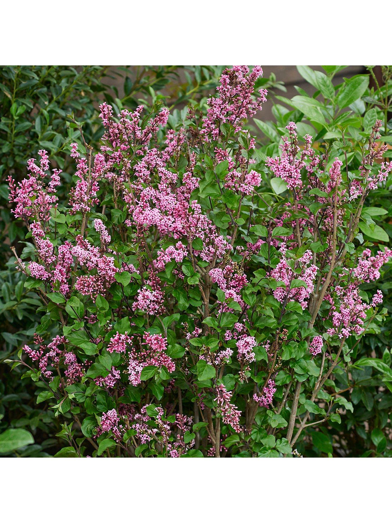 Image 3 of 5 of You Garden Pair of Syringa meyeri Little Rosie Standards (90cm)