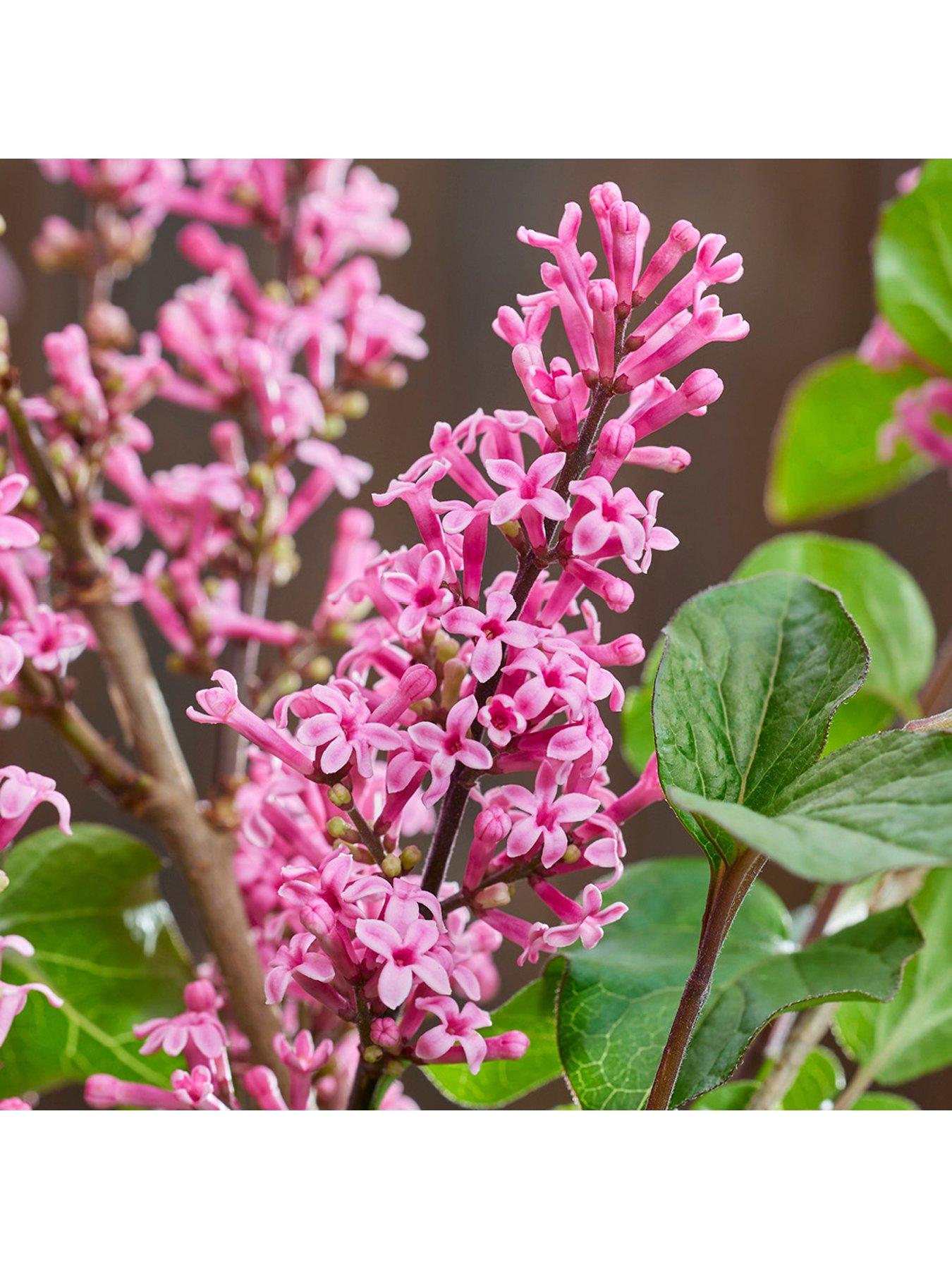 Image 4 of 5 of You Garden Pair of Syringa meyeri Little Rosie Standards (90cm)