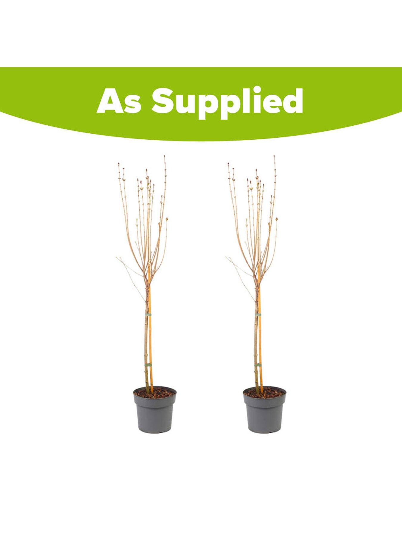 Image 5 of 5 of You Garden Pair of Syringa meyeri Little Rosie Standards (90cm)