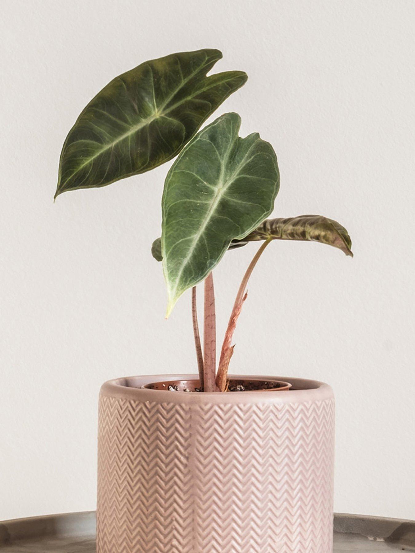 Image 1 of 4 of You Garden Pink Elephant Ear - Alocasia 'Pink Dragon' (12cm Pot)