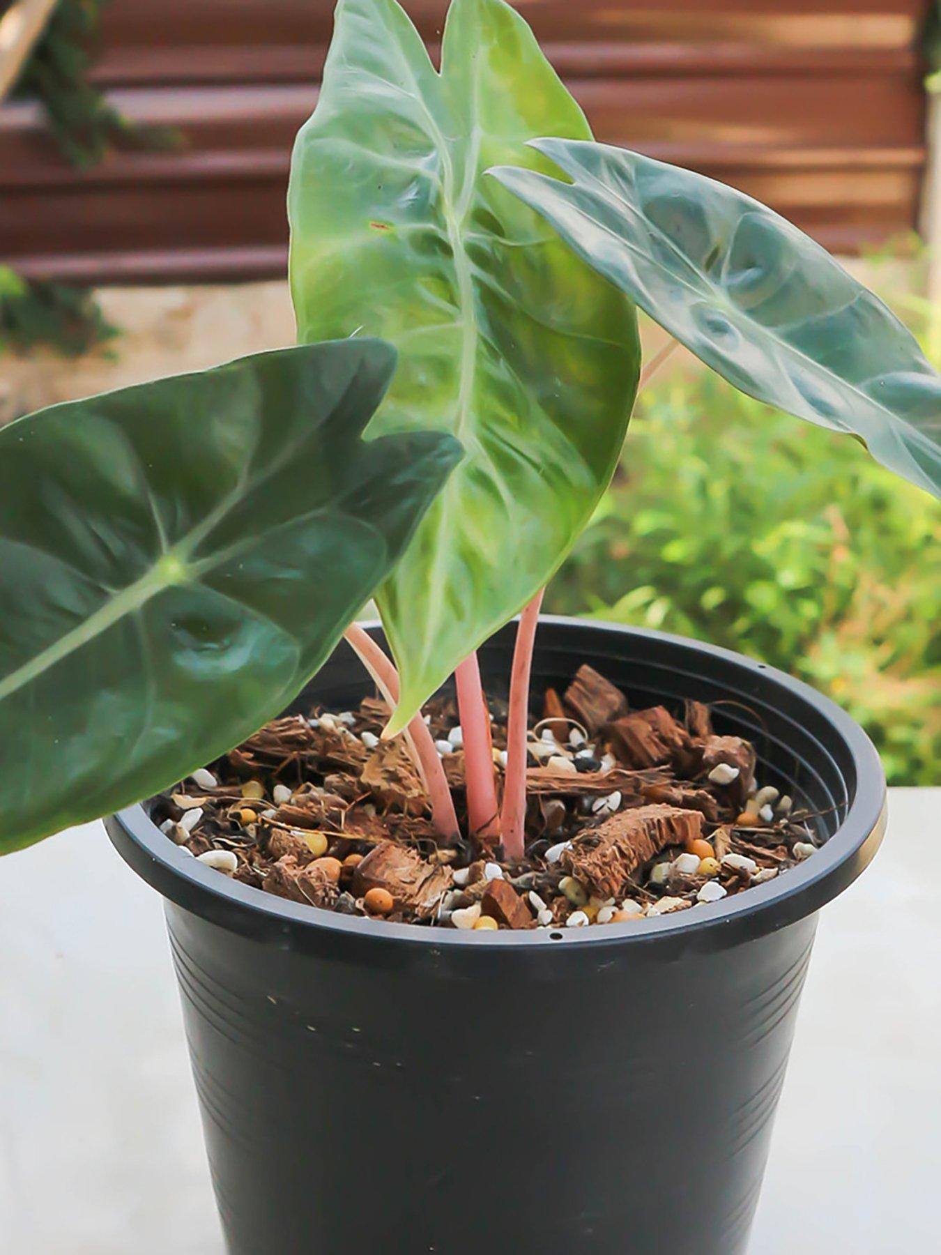 Image 2 of 4 of You Garden Pink Elephant Ear - Alocasia 'Pink Dragon' (12cm Pot)