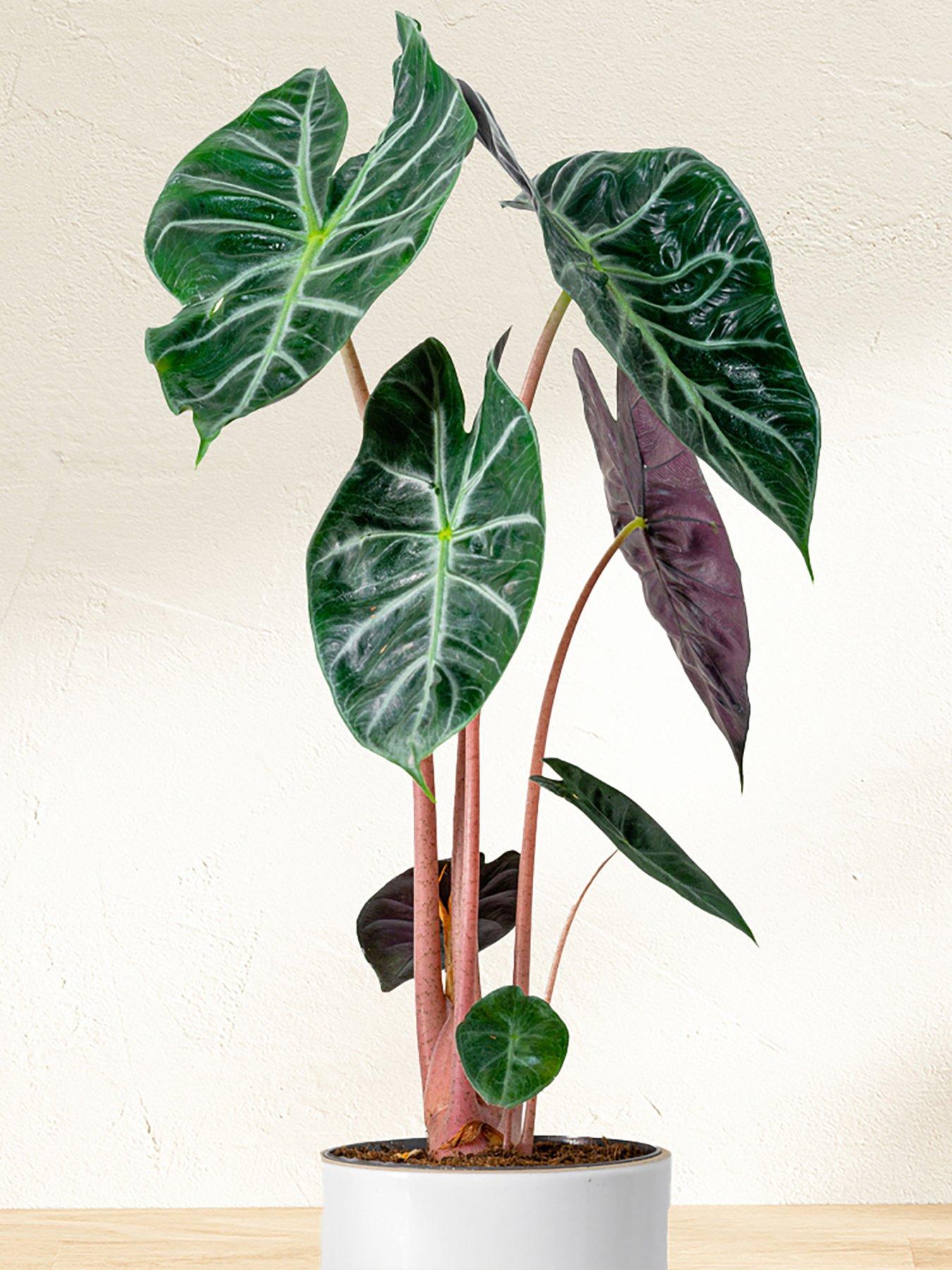 Image 3 of 4 of You Garden Pink Elephant Ear - Alocasia 'Pink Dragon' (12cm Pot)