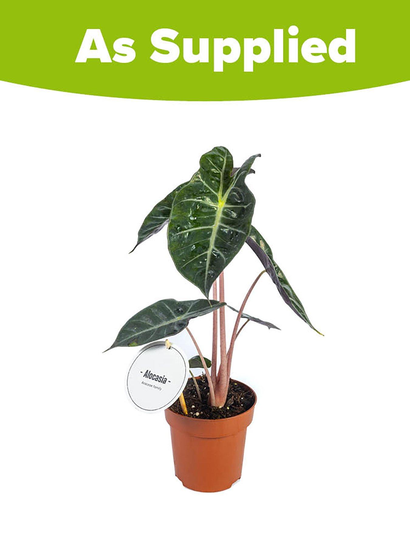 Image 4 of 4 of You Garden Pink Elephant Ear - Alocasia 'Pink Dragon' (12cm Pot)