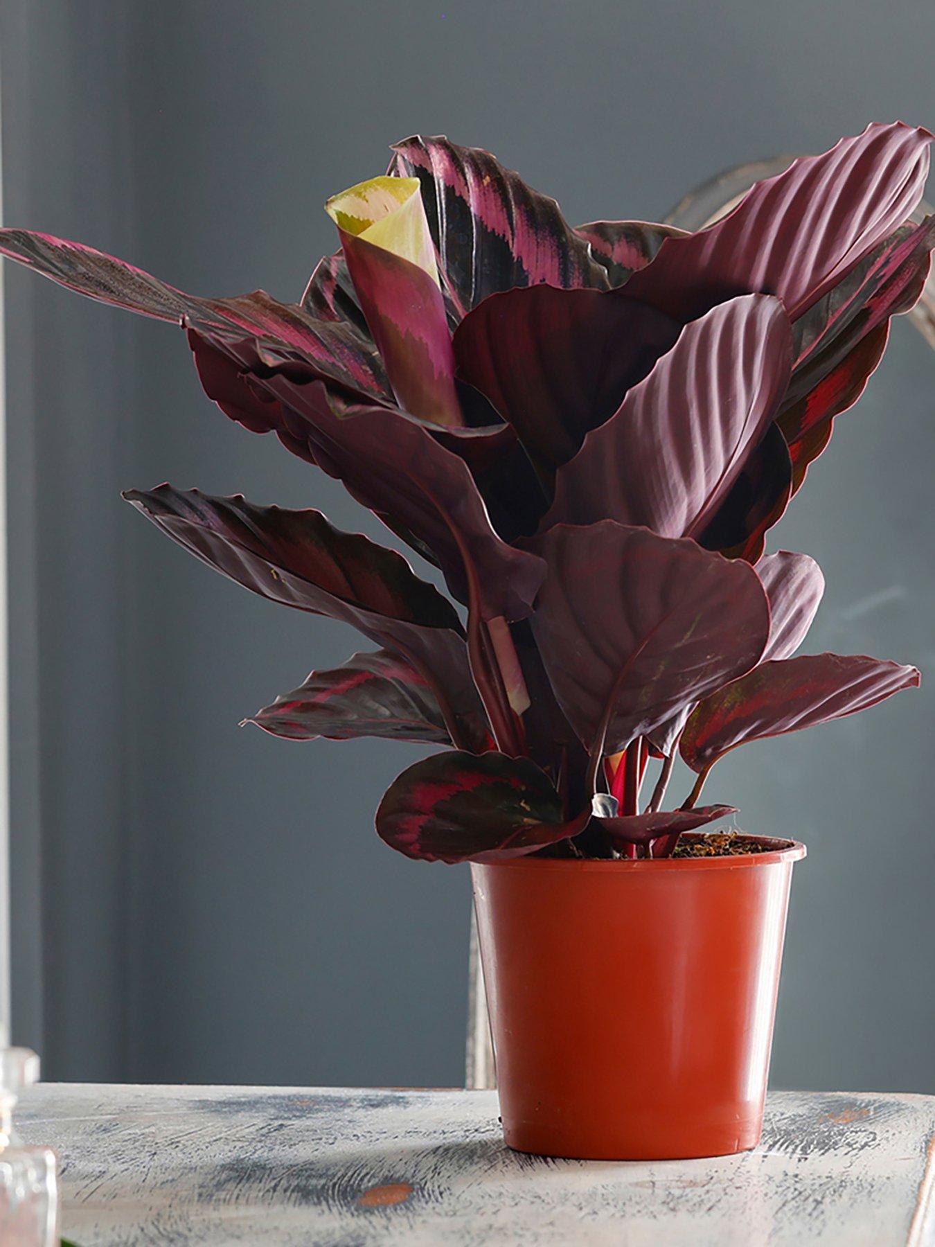 You Garden Calathea Surprisestar 14cm