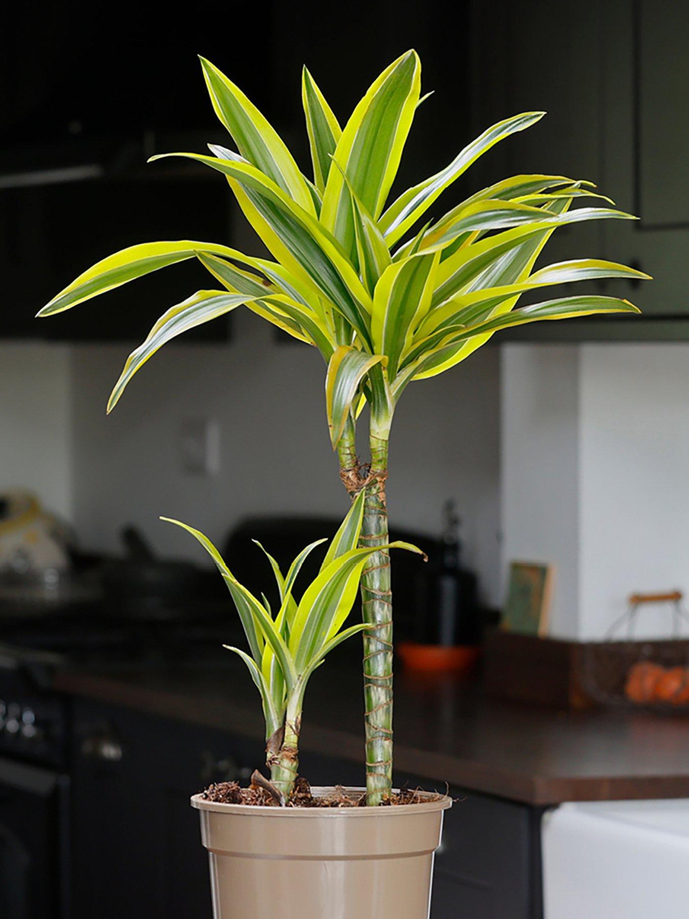 You Garden Dracaena deremensis Lemon  &  Lime 2 stem 17cm