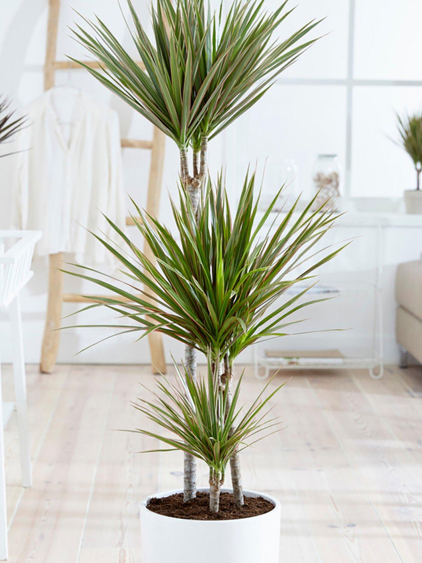 You Garden Dracaena Marginata Bicolor 3 stem 24cm