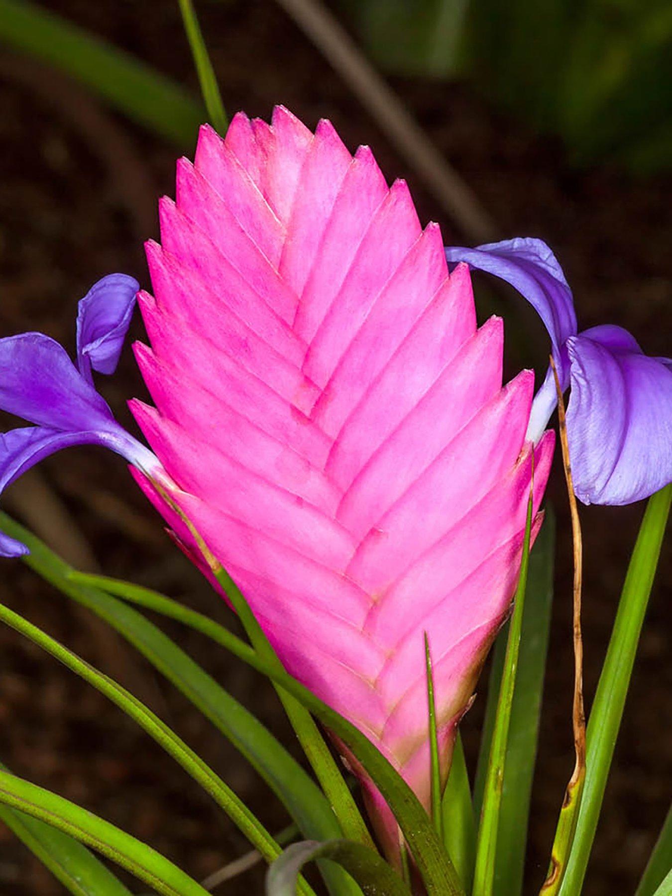 You Garden Tillandsia cyanea Vincent 9cm