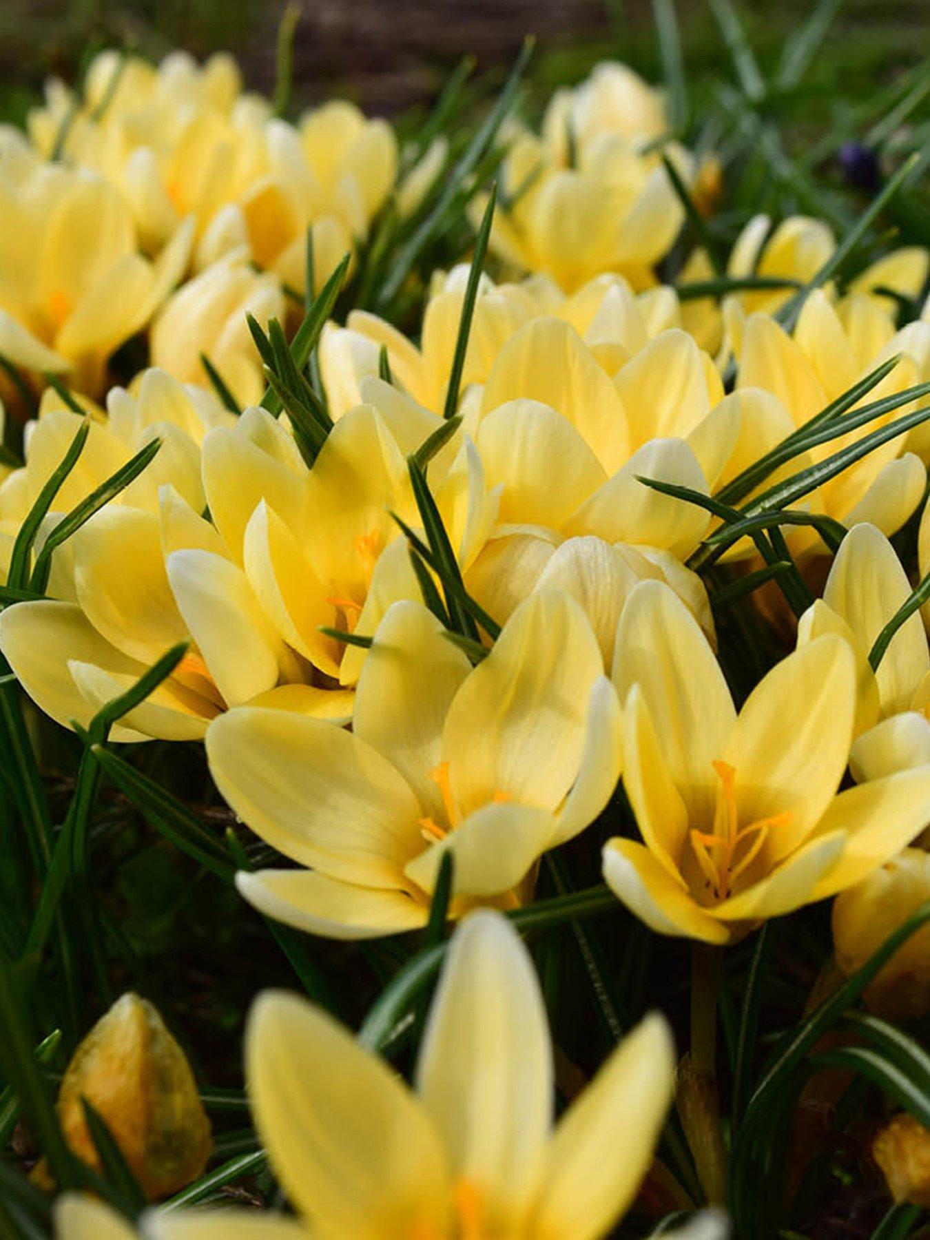 Image 1 of 3 of You Garden Crocus Cream Beauty - 30 Bulbs