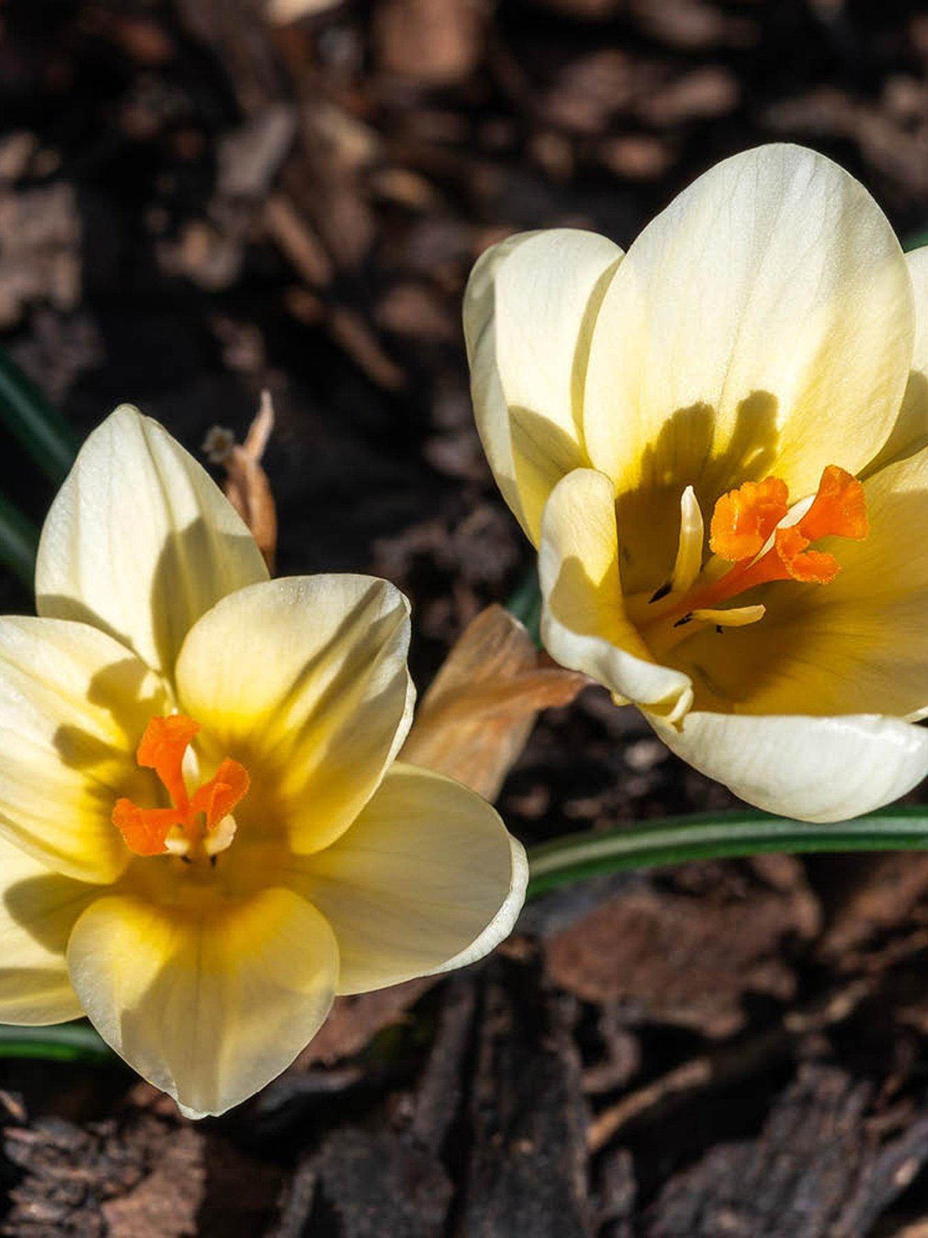 Image 2 of 3 of You Garden Crocus Cream Beauty - 30 Bulbs