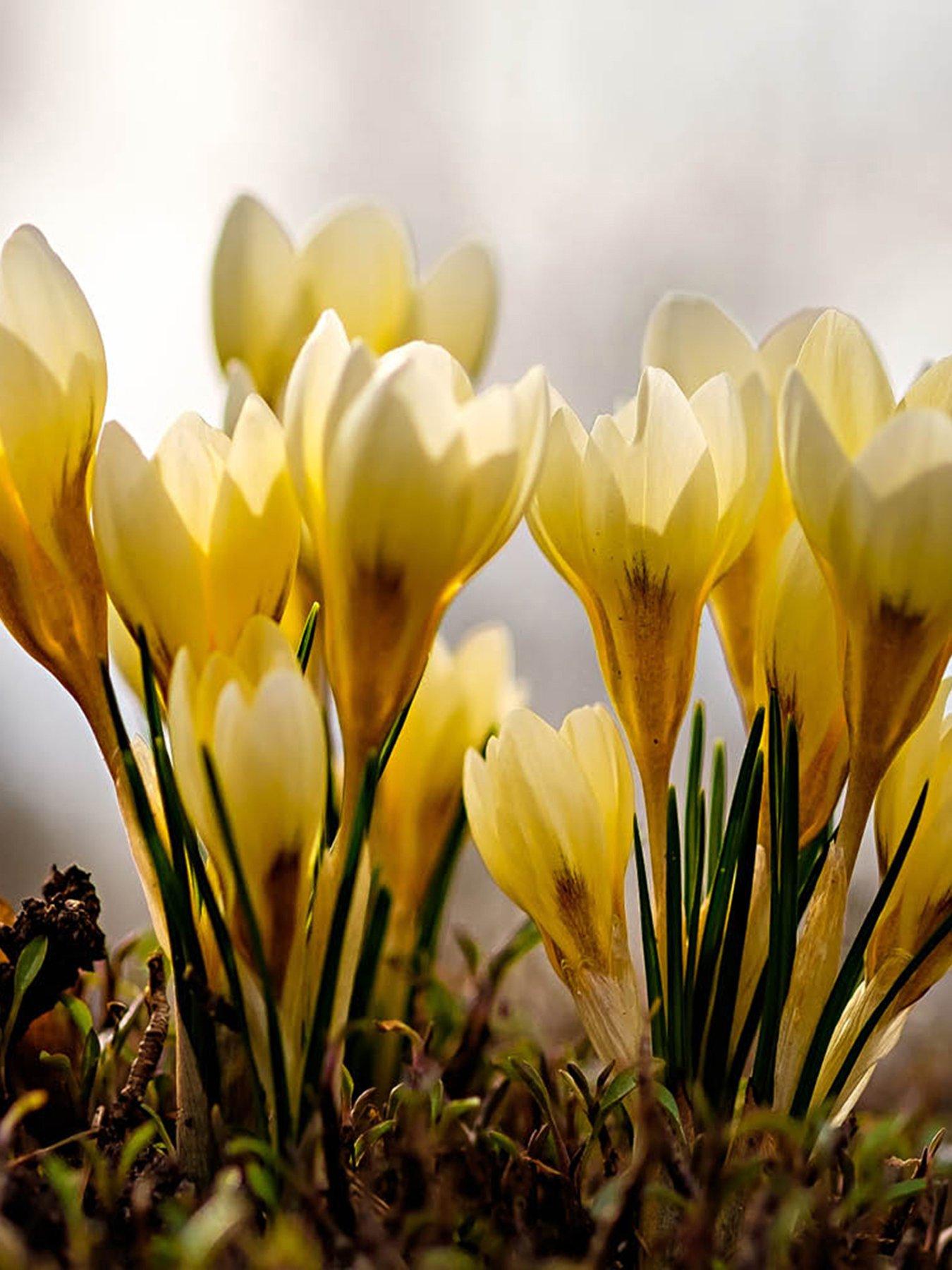 Image 3 of 3 of You Garden Crocus Cream Beauty - 30 Bulbs
