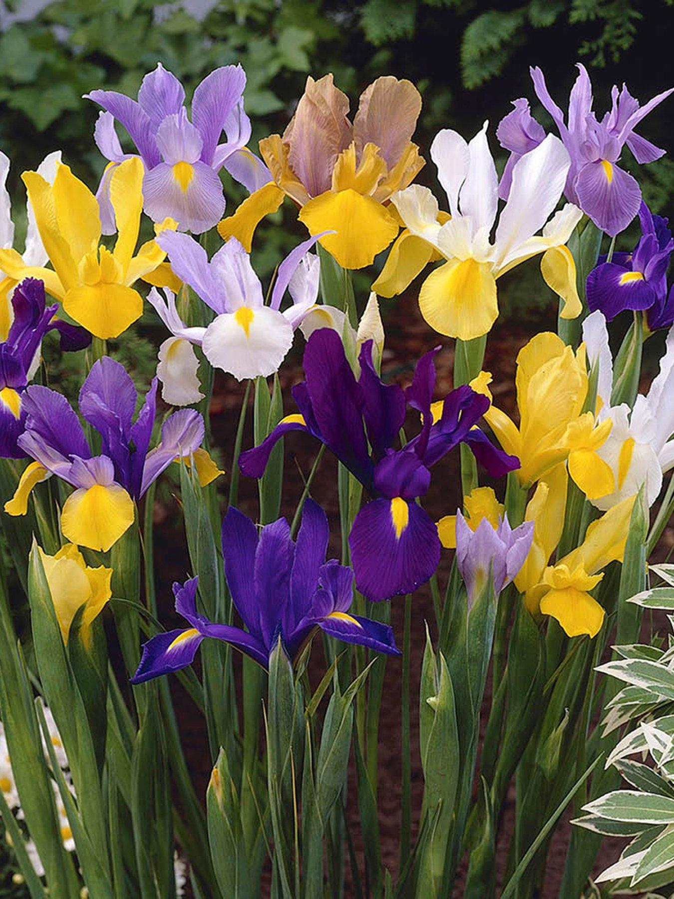 Image 1 of 4 of You Garden Dutch Iris mixed - 50 Bulbs