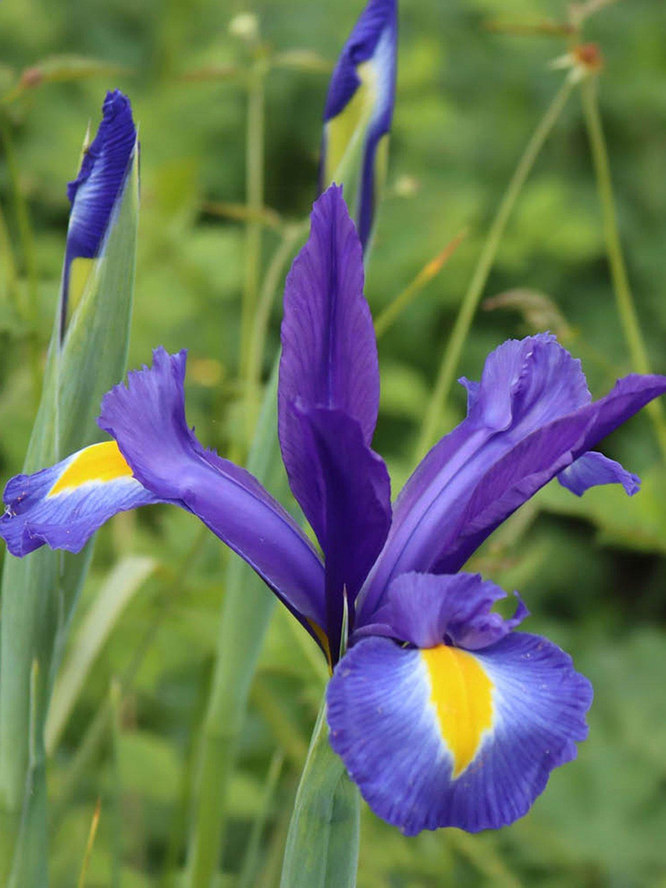 Image 2 of 4 of You Garden Dutch Iris mixed - 50 Bulbs