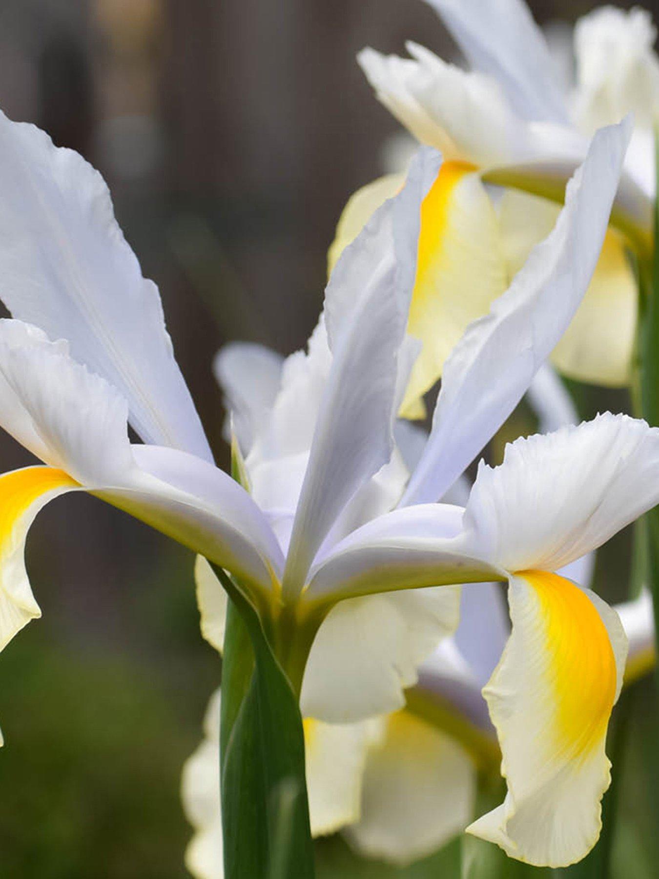 Image 3 of 4 of You Garden Dutch Iris mixed - 50 Bulbs