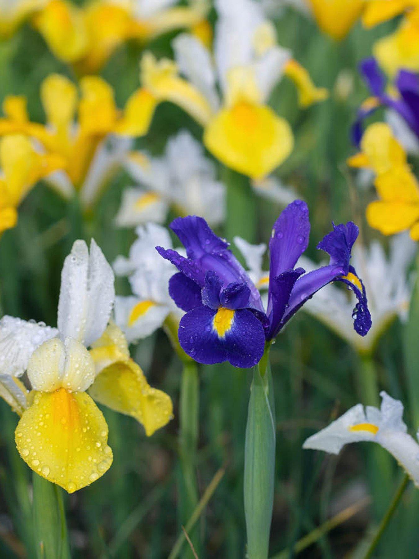 Image 4 of 4 of You Garden Dutch Iris mixed - 50 Bulbs