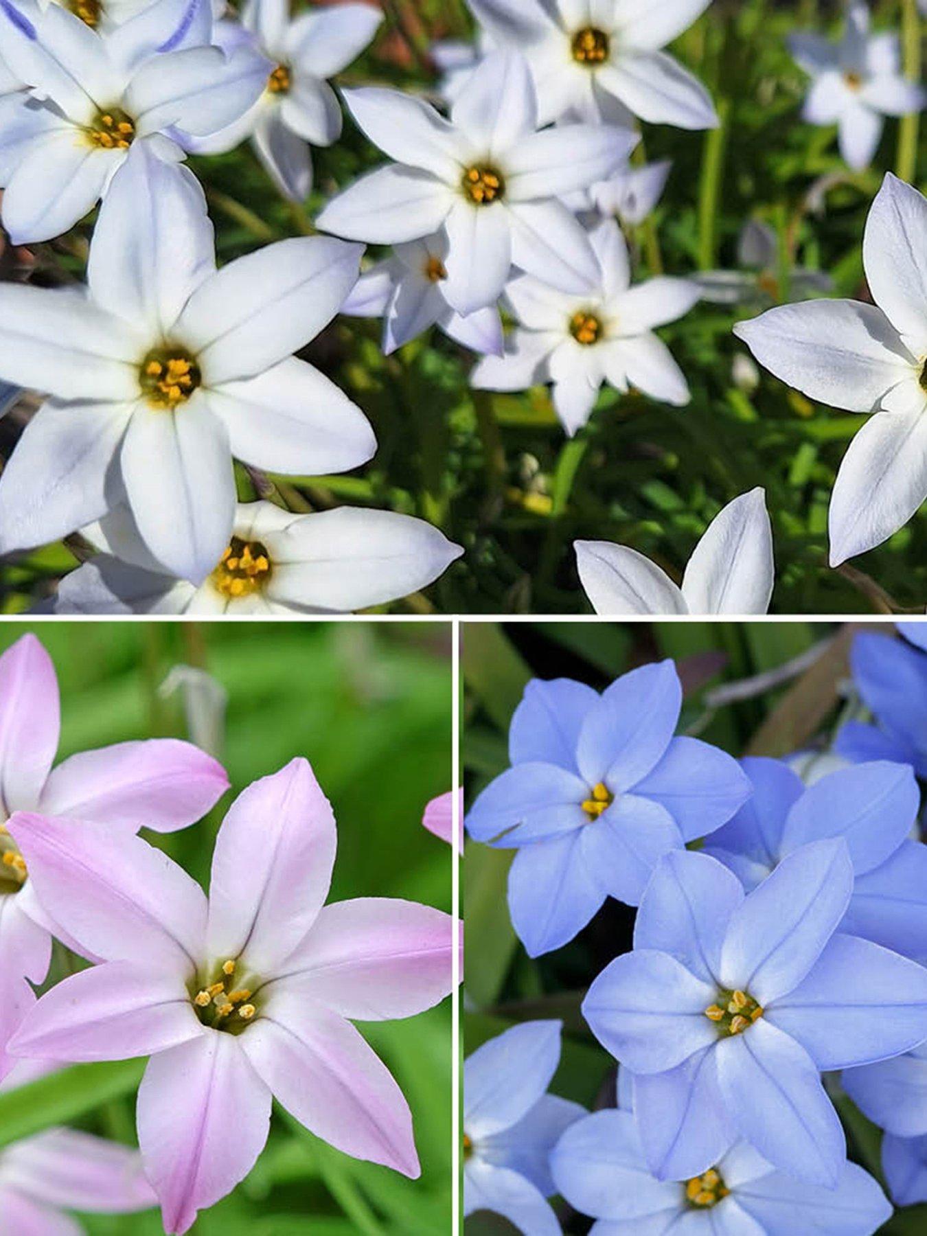 Image 1 of 4 of You Garden Ipheion mixed - 100 bulbs