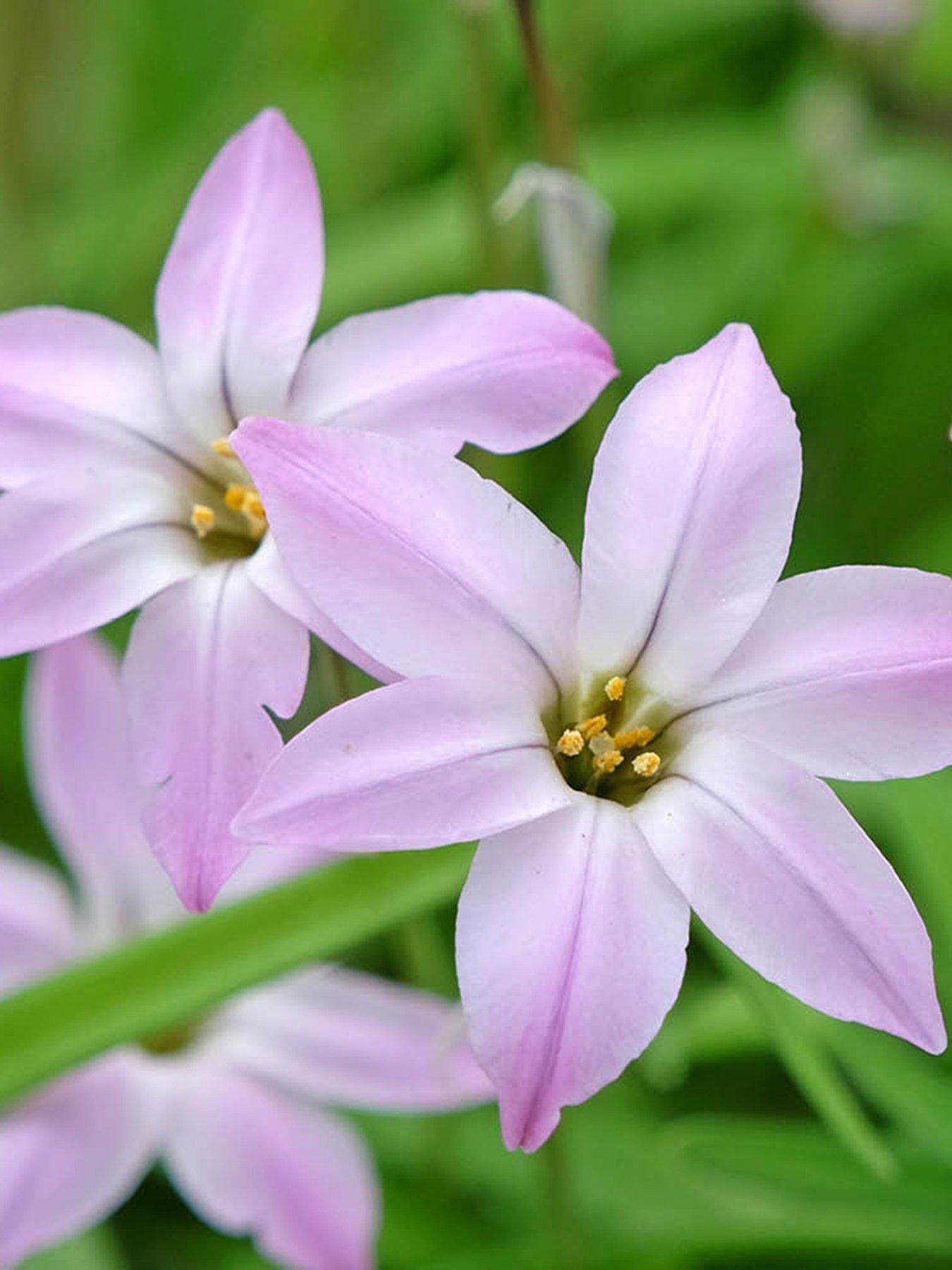 Image 2 of 4 of You Garden Ipheion mixed - 100 bulbs
