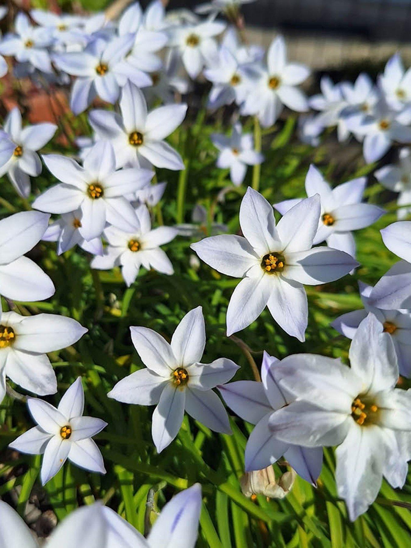 Image 3 of 4 of You Garden Ipheion mixed - 100 bulbs