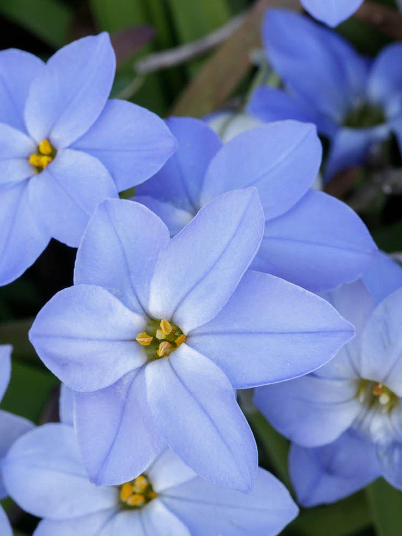 Image 4 of 4 of You Garden Ipheion mixed - 100 bulbs